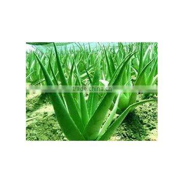 Ghritkumari Powder Indian Herbs Pure Natural photo-3
