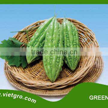 High Yield F1 Hybrid Bitter Gourd Seed GREENIE 03