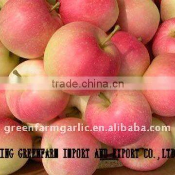 chinese fresh gala apple