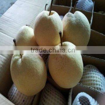 Chinese fresh pear (crisp, juicy)