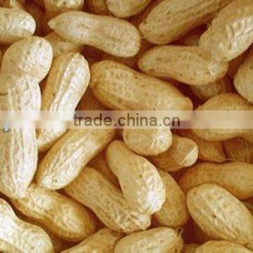 Chinese high quality Peanut in shell/without shelled