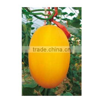 Hybrid Yellow Sweet Melon Seeds-Gold Phoenix No.2