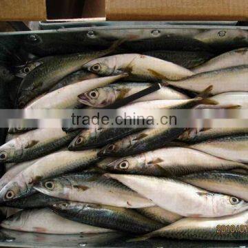 200-300g frozen mackerel frozen seafood exporter