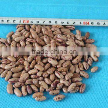 Dry Pinto Beans for Sale