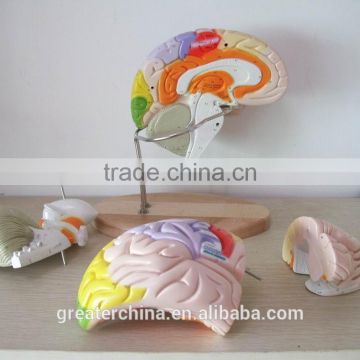 Anatomical Human Brain Model