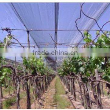 Anti-Hail Netting for Protecting Vegetables