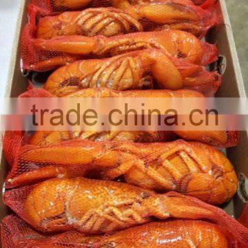 Frozen Cooked /frozen Raw Canadian Lobster photo-3