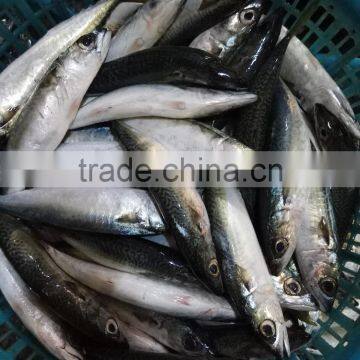 Frozen Pacific Mackerel Good-quality Seafood Pacific Mackerel Whole