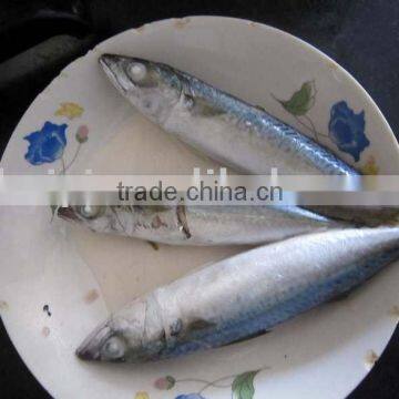 100-120G Frozen mackerel landfrozen