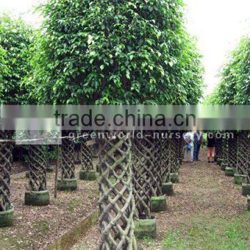 Ficus cage shape big nursery