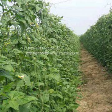 Frozen asparagus beans( Cowpeas)