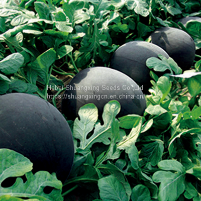 Wholesale Hybrid Watermelon Seeds for Sale photo-3