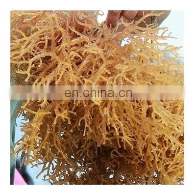 100% Organic Dried Cottonii Seaweed from Viet Nam