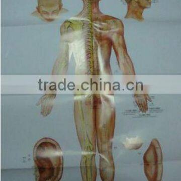 Acupuncture charts ( 3 posters/set in Englisn )