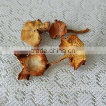 Wild Organic Dry Cantharellus Cibarius Mushroom / Chanterelle photo-2