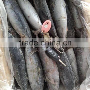 Frozen Bonito photo-3