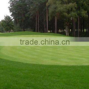 Putting cheap artificial grass turf ,artificial grass carpet