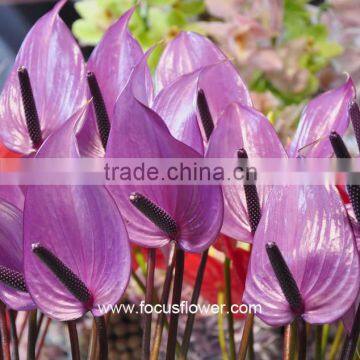 Home Decor Fresh Anthurium Cut Flowers From Kunming Color Flower Anthurium