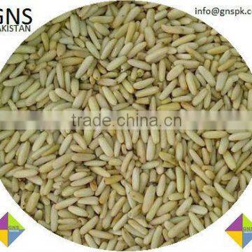 Fine Quality Pine Nuts Kernels - Pakistan Origin photo-5