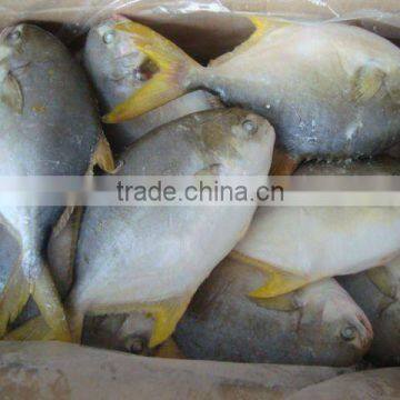 frozen golden pomfret