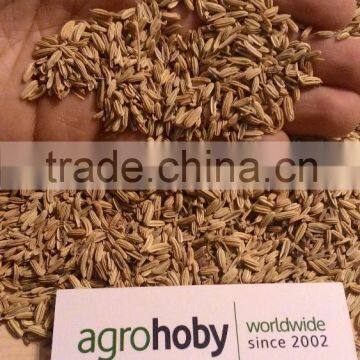 Natural Fennel seed factory in Turkey , Fennel Price