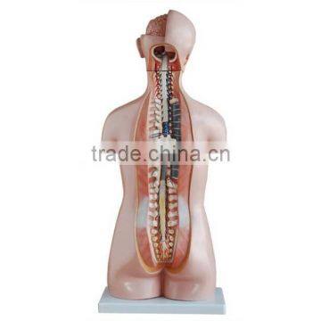 Dual Sex Torso model With open back 85cm 27parts