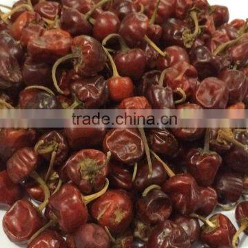 Bell Chilli From India photo-5