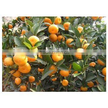 Mandarin Orange Fruit Cheaper Price photo-5