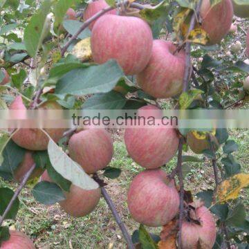 88/100 18kg/carton Shandong fuji apple