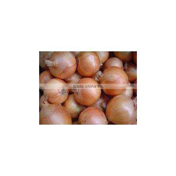 Gansu Fresh Yellow Onion