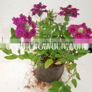 Seasonals-Verbena Hybrid(Pack of 6)