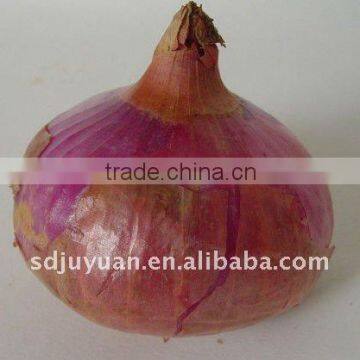 New Crop Fresh Red Onion