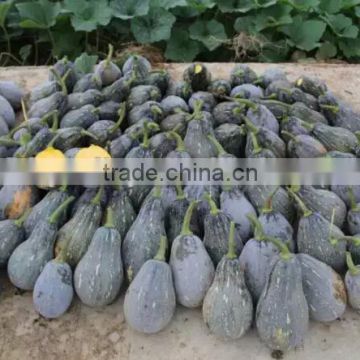 Hybrid sweet pumpkin seeds chinese vegetable seeds for sale 101