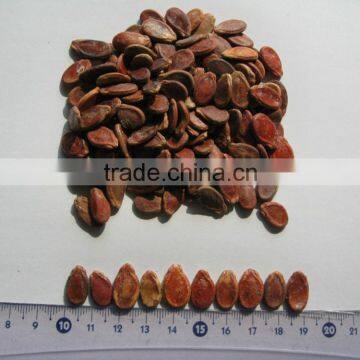 Red Watermelon Seeds for Sale photo-2
