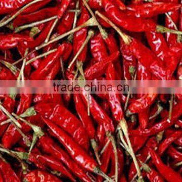 HOT SPICY RED CHILI EXPORTER photo-4
