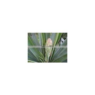 yucca herbal powder extract