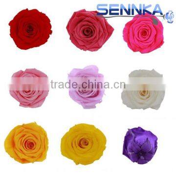 Sennka fresh Flower/Preserved Flower Roses/Multi-colored
