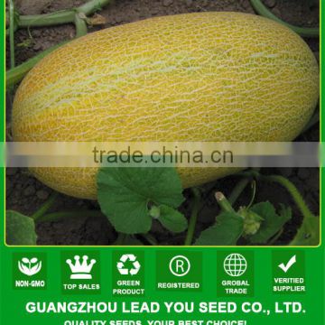 JSM05 Kingda High yield hybrid Hami melon seeds f1