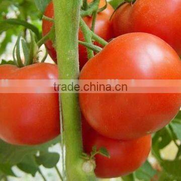 Greenhouse Seeds Tomato Seeds Best Quality for Plant photo-2