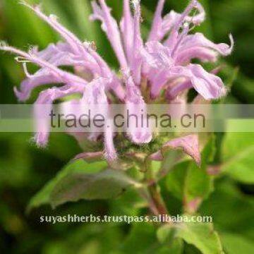 100% Pure Natural Bergamot Essential Oil(Citrus aurantium)