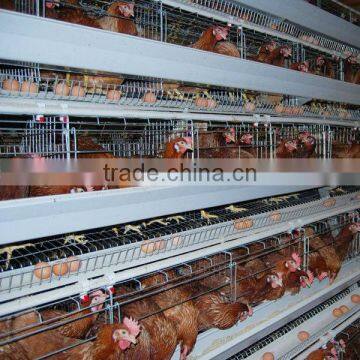 chicken egg layer cages design