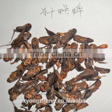 Pet bird food vacuum dried crickets