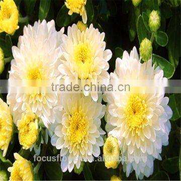 A Grade Different Varieties Of Small Sprayed Chrysanthemum For Sale photo-2