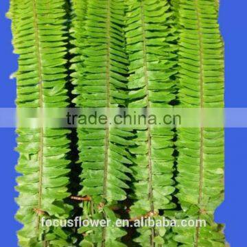 Long Stem 50-60 cm Nephrolepis Cut Fresh Leaves For Sale