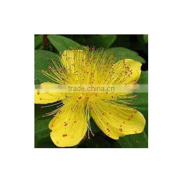 St. John's Wort Oil photo-2
