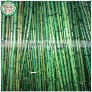 Beautiful Dyeing Bamboo Pole sales