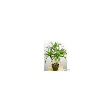 Sell Mini Dracaena x 5 W/Pot (Yellow/Green)