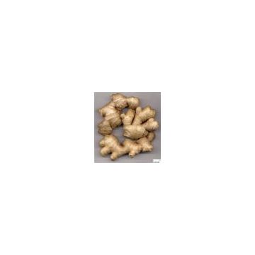 Ginger Root P.E., Ginger Root Extract