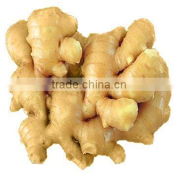 150g and up fresh ginger