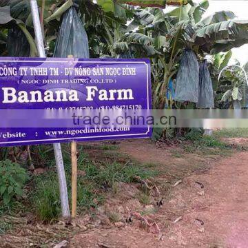 VIETNAM FRESH CAVENDISH BANANA photo-4